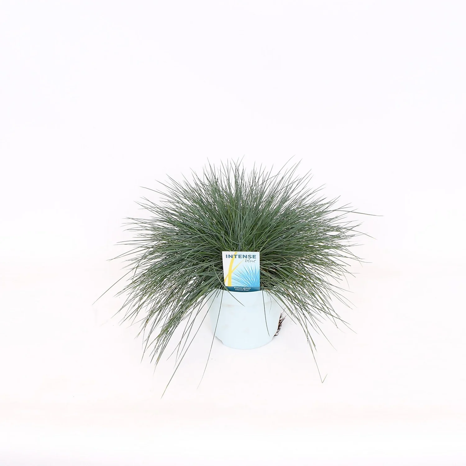 Grass Festuca Intense Blue (Blue Fescue) 17cm