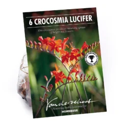 None Crocosomia Lucifer - Summer Bloom Bulbs