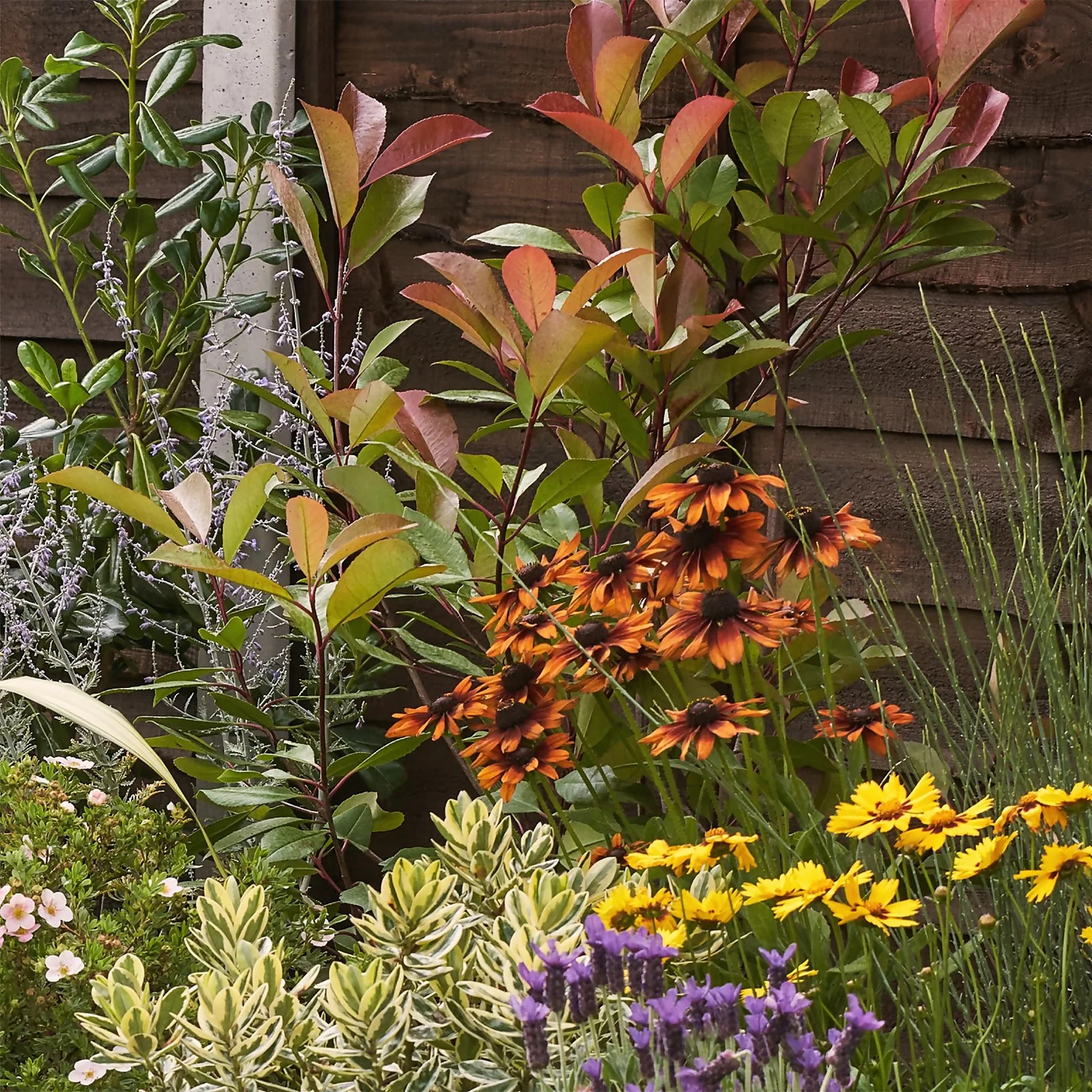 Mediterranean Border Collection - 6m X 90cm - Image 6