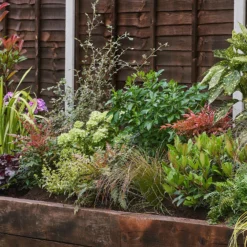 Evergreen Border Collection - 4m X 60cm