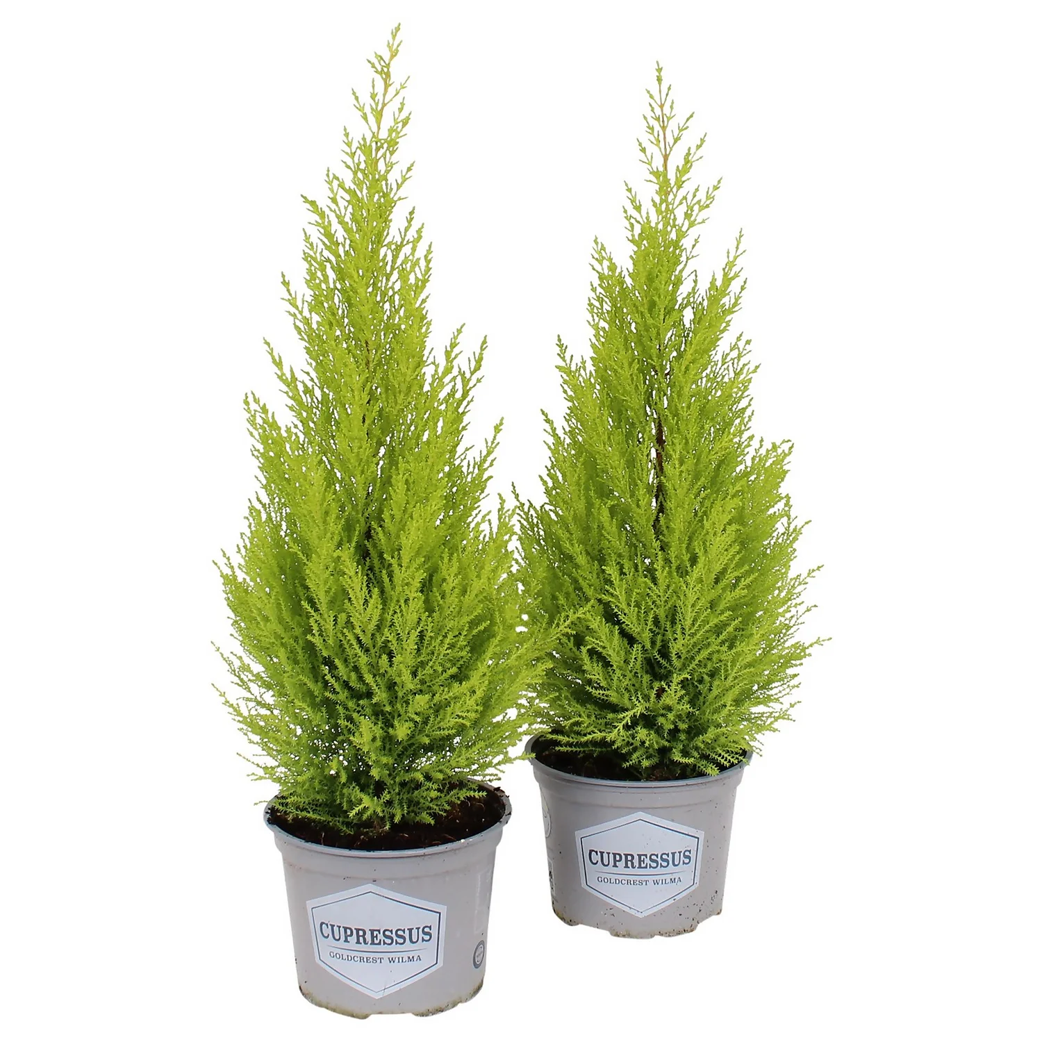 Cupressus Macr. Goldcrest Wilma Pyramid (Cupressus Macrocarpa 'Goldcrest') 17cm - Image 2