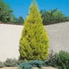 Cupressus Macr. Goldcrest Wilma Pyramid (Cupressus Macrocarpa 'Goldcrest') 17cm