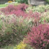 Calluna Vulgaris Skyline 13cm