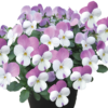 Viola Mix 10 Pack Spring