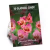 Large Flowering Gladioli Candy