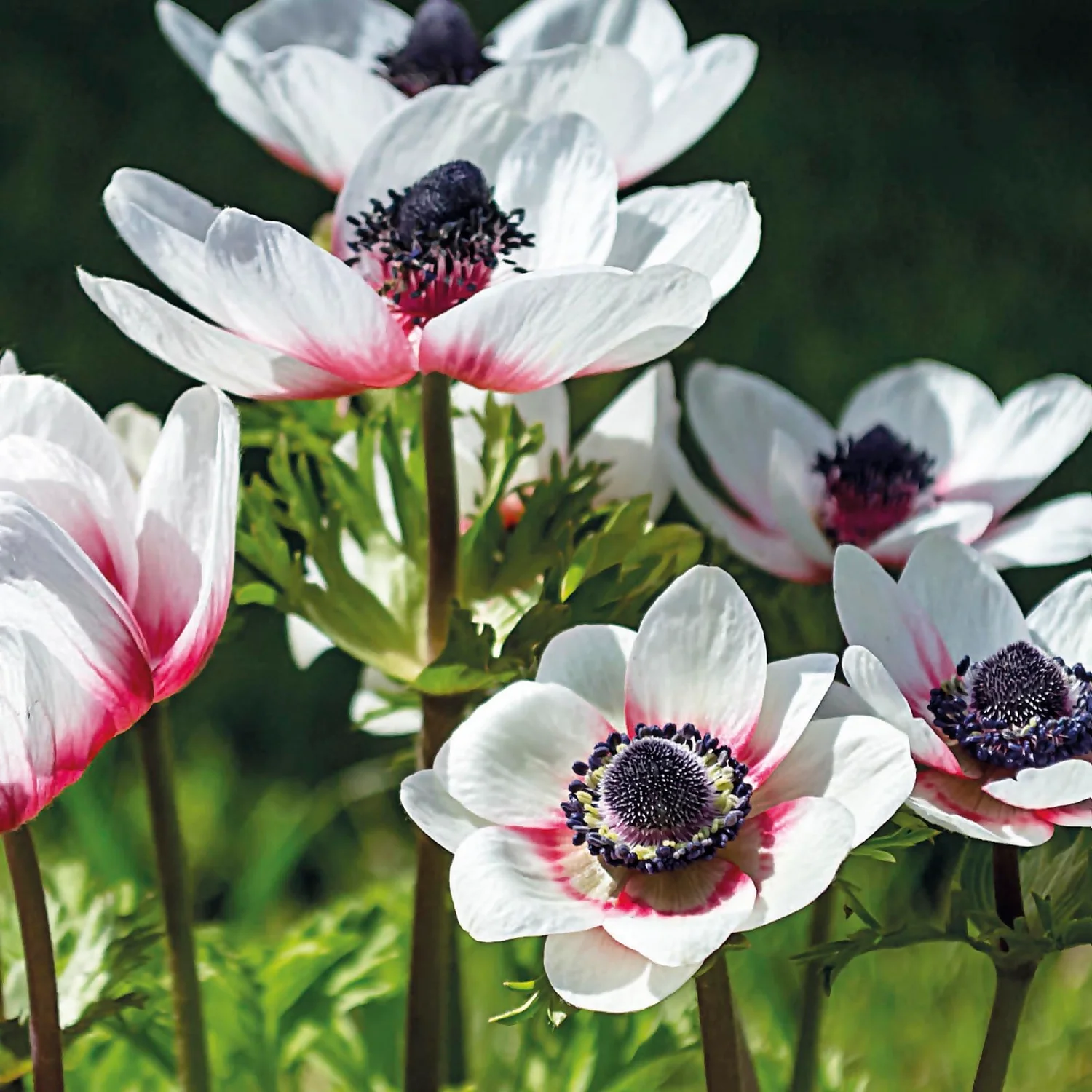 Anemone Bicolor - Image 3