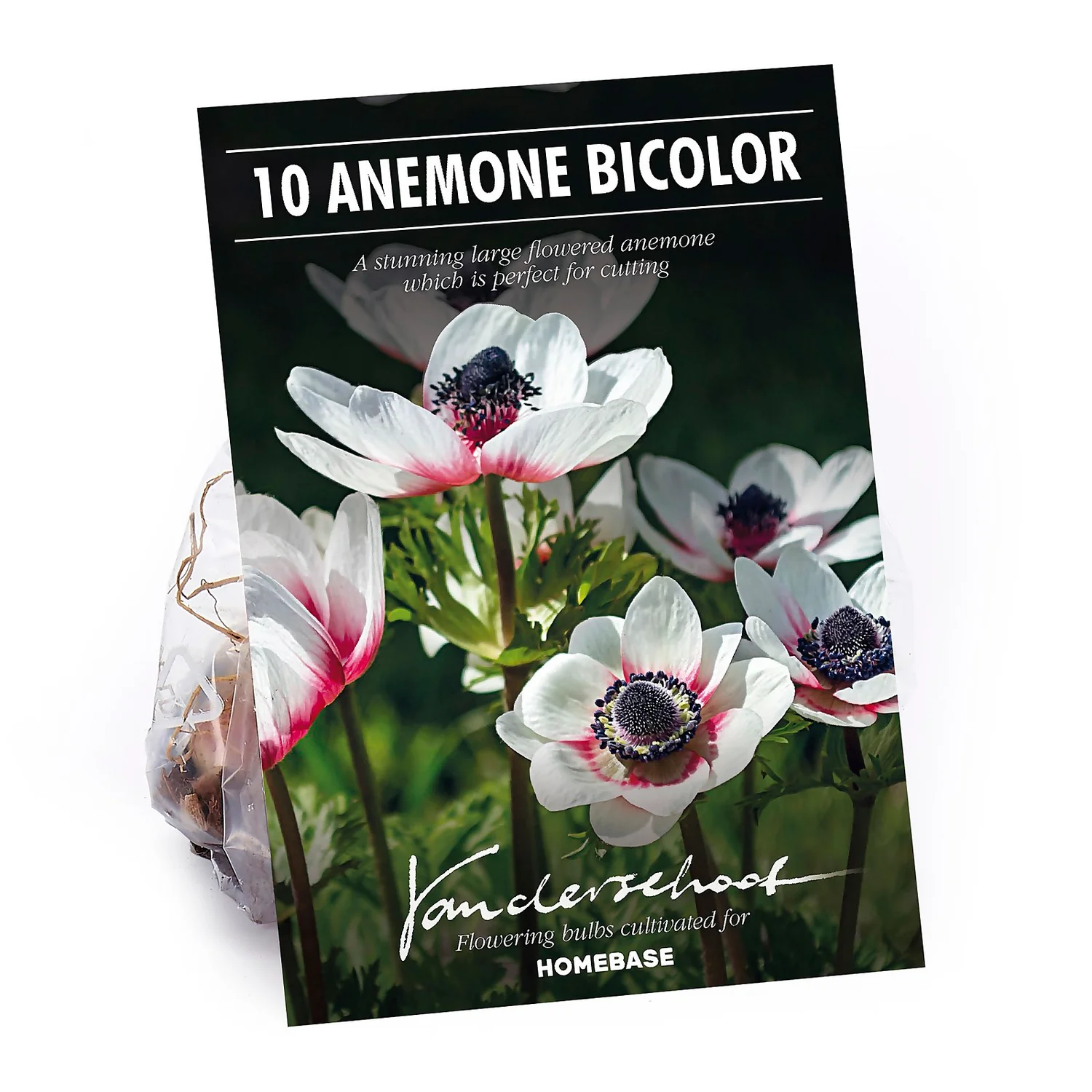 Anemone Bicolor