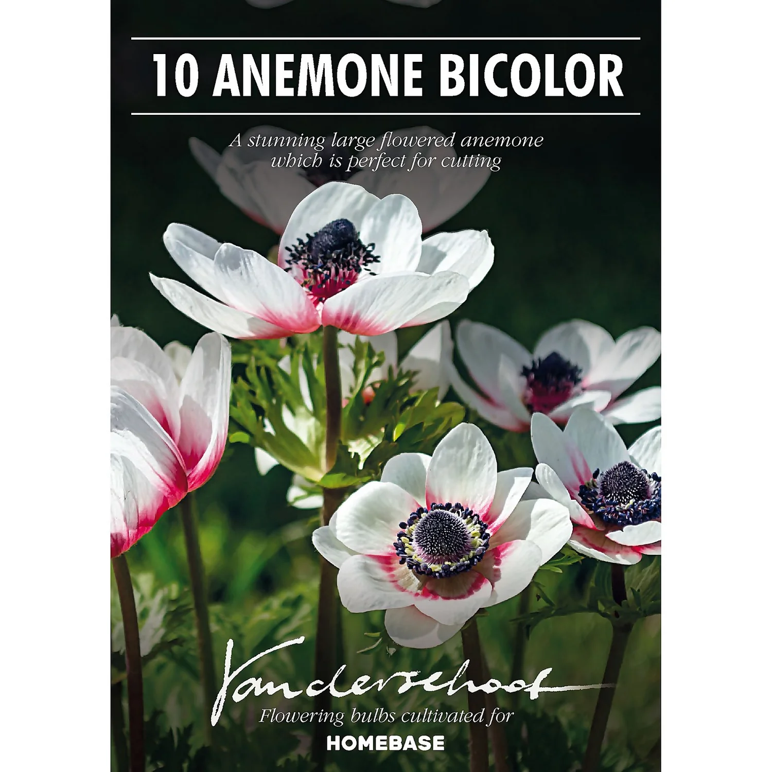 Anemone Bicolor - Image 2