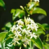 None Trachelospermum Jasminoides 160cm 7.5L
