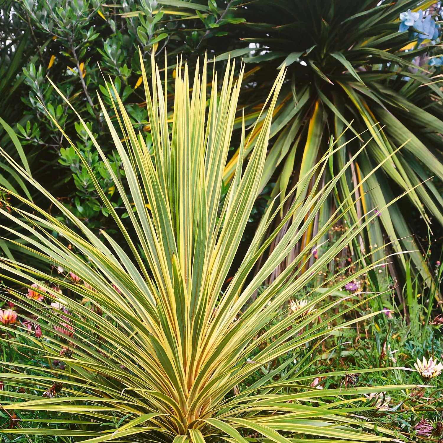None Cordyline Dazzler 10L