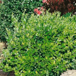 Ligustrum Texanum Green 8L