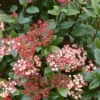 None Viburnum Tinus 15L
