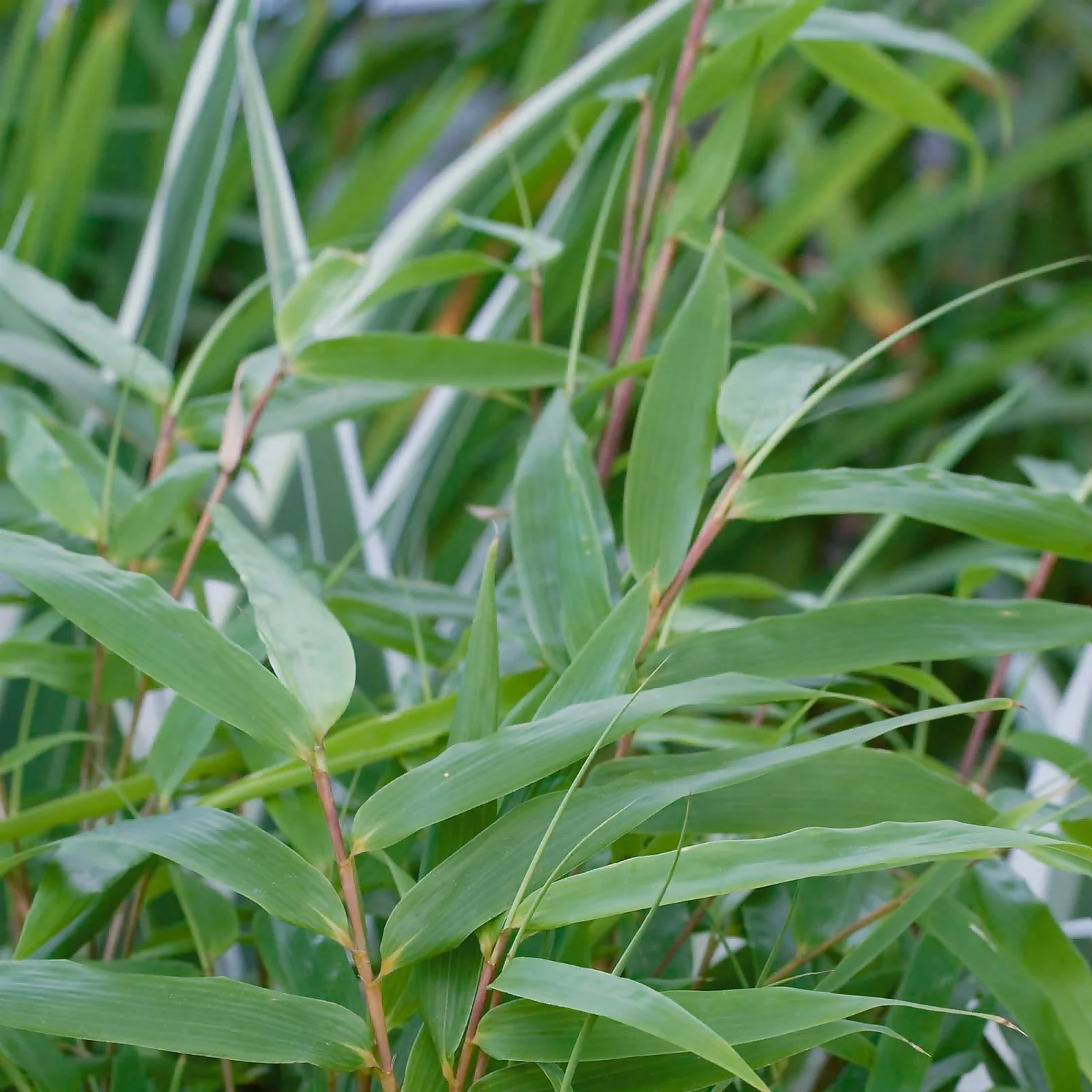 Bamboo Fargesia Rufa 23cm - Image 2