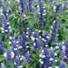 Salvia Fairy Queen 13Cm