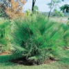 Chamaerops Humilis (Dwarf Fan Palm) 22cm