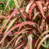 Phormium Tenax - 24cm