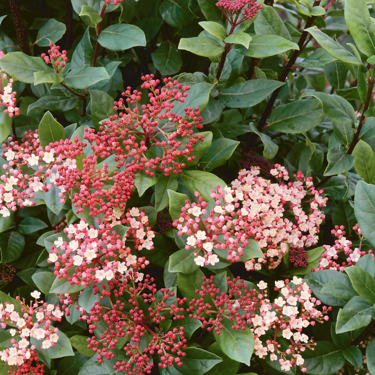 Viburnum Tinus Mix 10L
