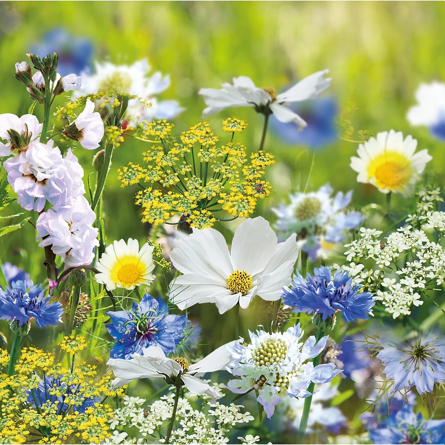 None Seed Mixture Of Blue, Yellow And White Flowers - Image 3