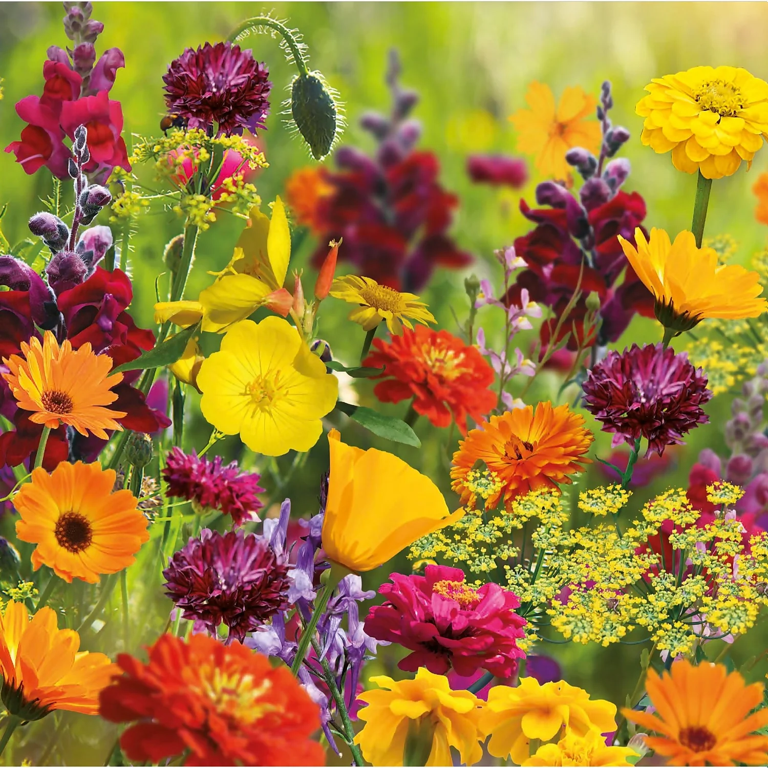 None Seed Mixture Of Bright Flowers - Image 3