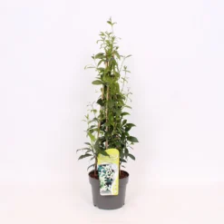 Trachelospermum Jasminoides White Wings 19cm 4-Cane 60cm