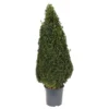 Buxus (Box) 24cm Pyramid 70-80cm
