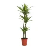 Dracaena Deremensis Lemon Lime Jumbo (Dragon Tree) 90-60-30cm - Pot Size 24cm
