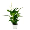 Spathiphyllum (Peace Lily) Houseplant - 13cm