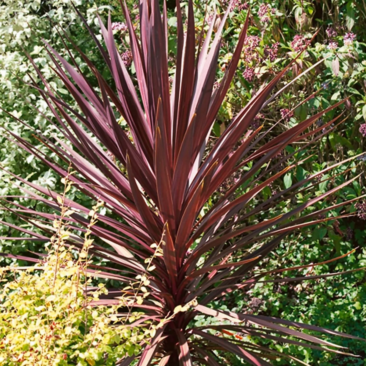 Cordyline Australis Red 17cm