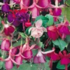 Fuchsia Trailing Mix 1L