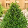 None Buxus Ball 29cm Pot
