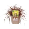 Grass Uncinia Everflame 19cm