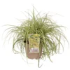 Grass Carex Evergold 19cm