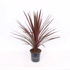Cordyline Australis Red Star 17cm