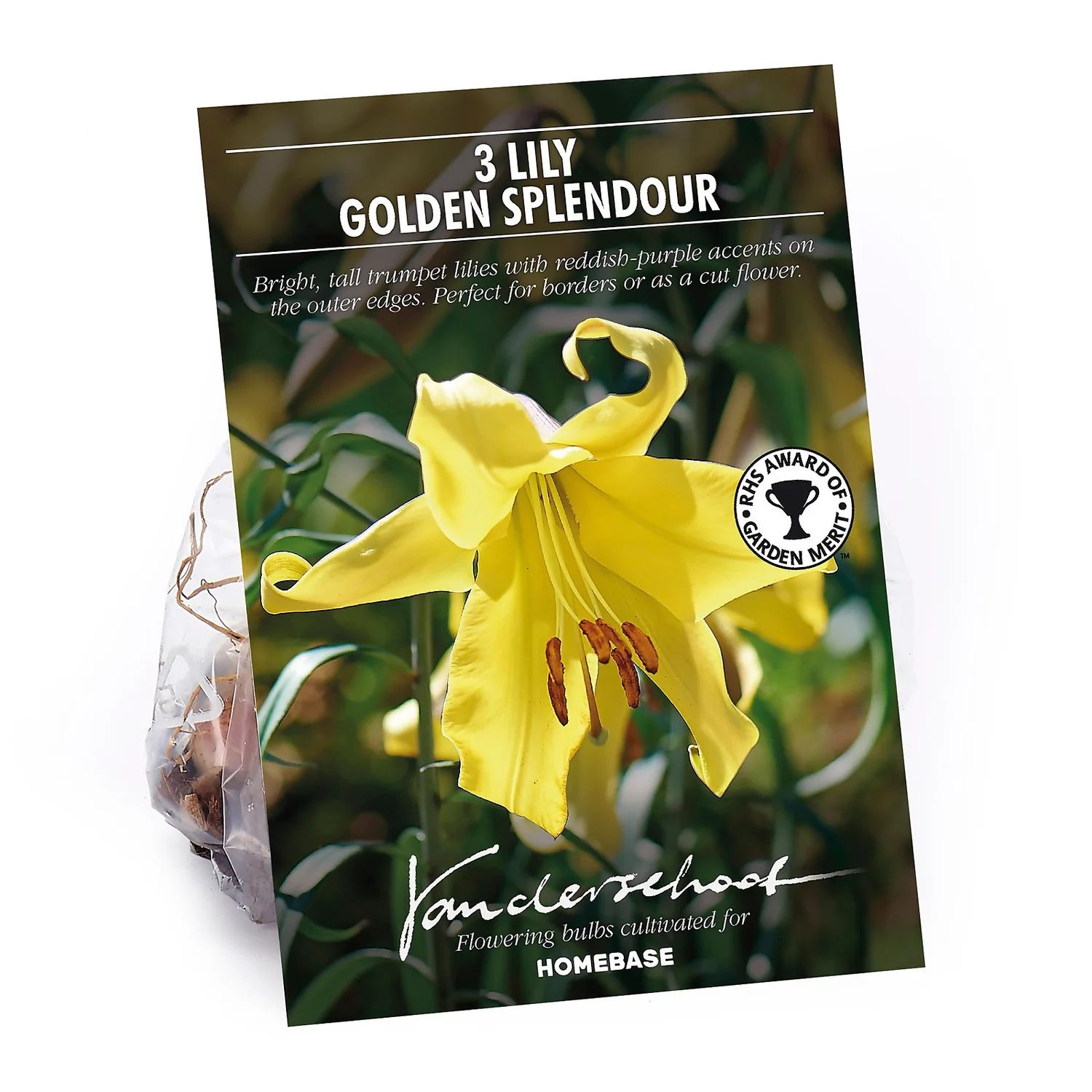 Lillium Golden Splendour