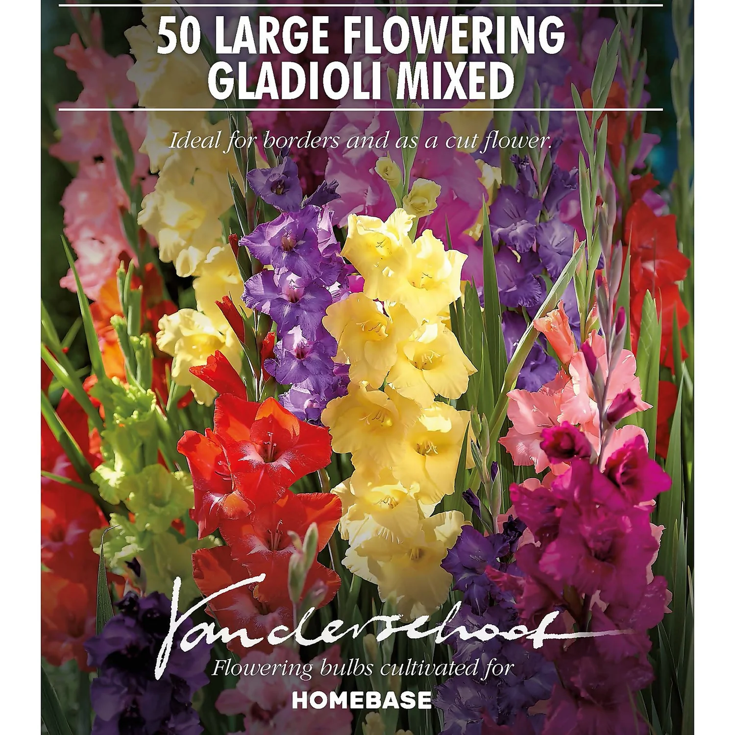 Gladiolus Bright Mixed - Image 2