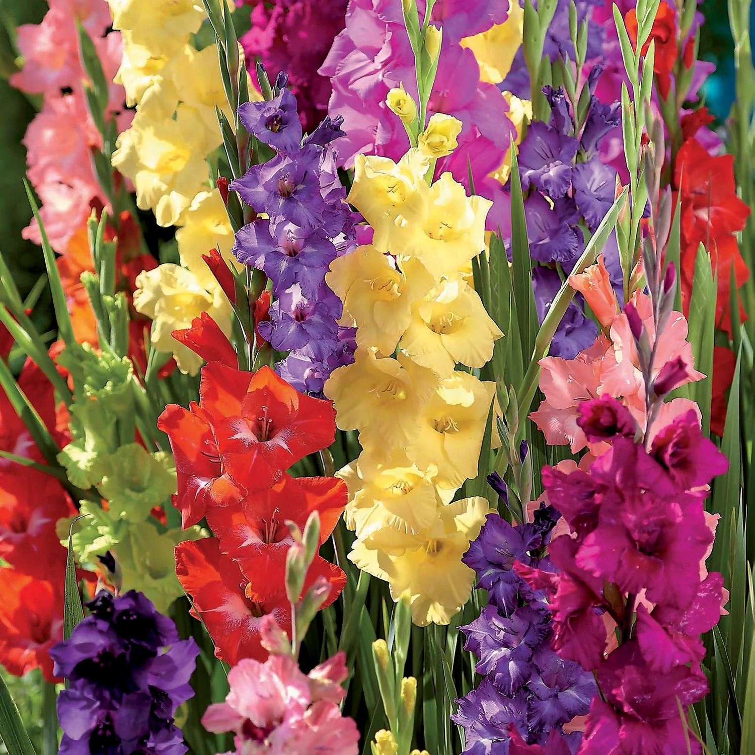 Gladiolus Bright Mixed - Image 3