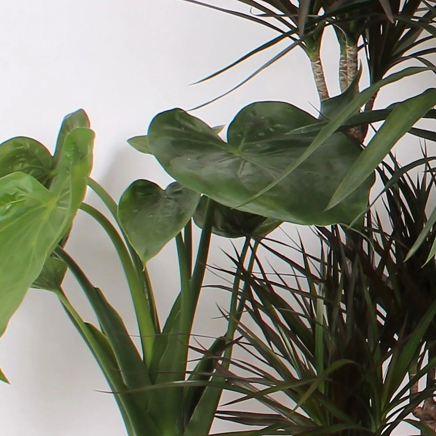 Foliage Mix 21cm - Image 2