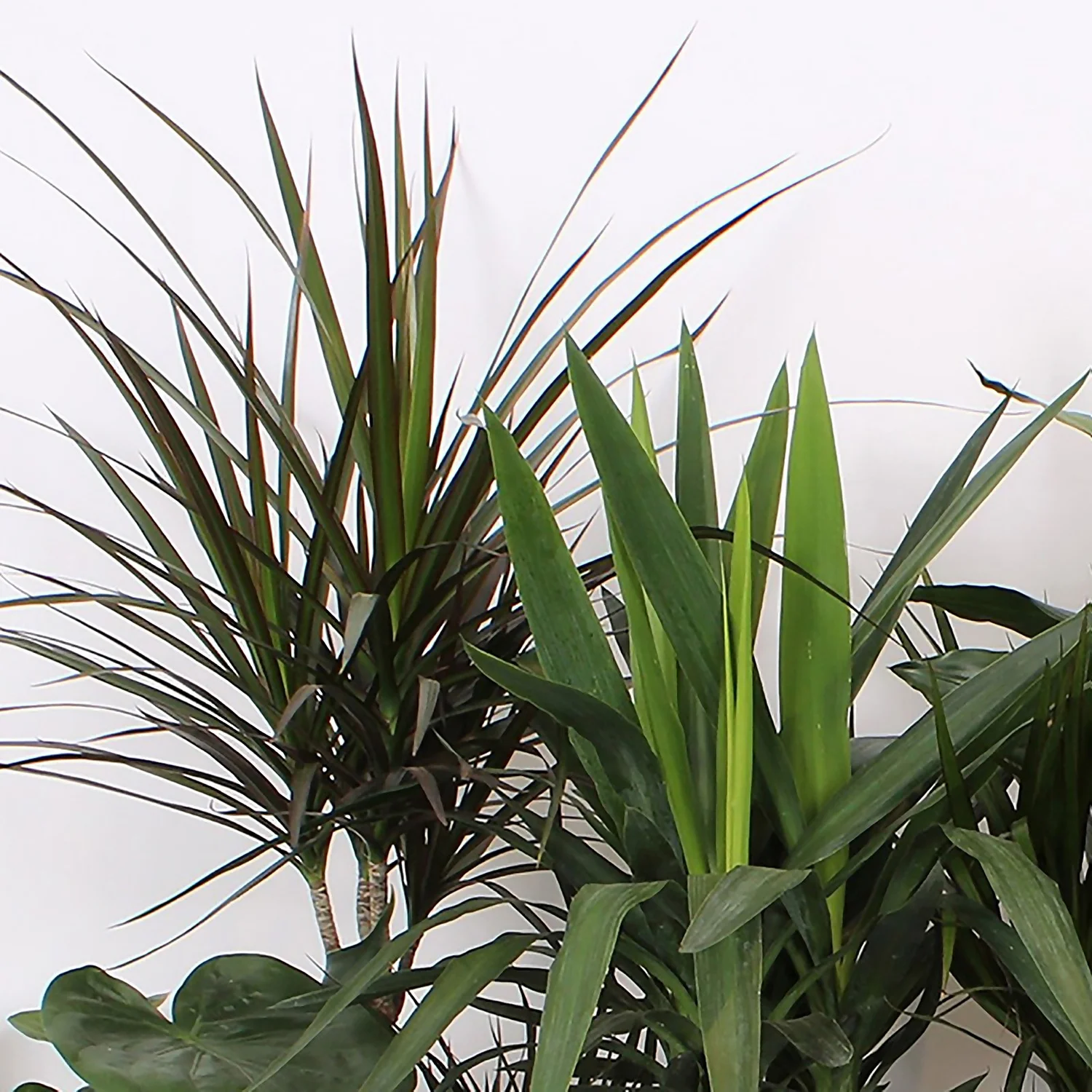 Foliage Mix 21cm - Image 3