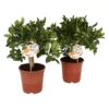 Citrus Calamondin And Lemon Trellis House Plant - 12Cm
