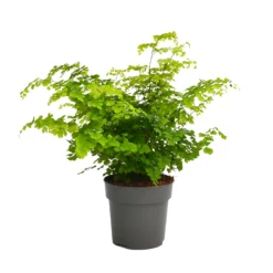 None Fern Mix 13cm