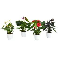 Anthurium - 12cm