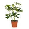 Schefflera - 13cm
