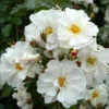 Rose Shrub White Mix 4.5L