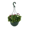 Spring Bellis Coloured Hanging Pot - 25cm