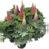 West Country Lupins Mix 23cm